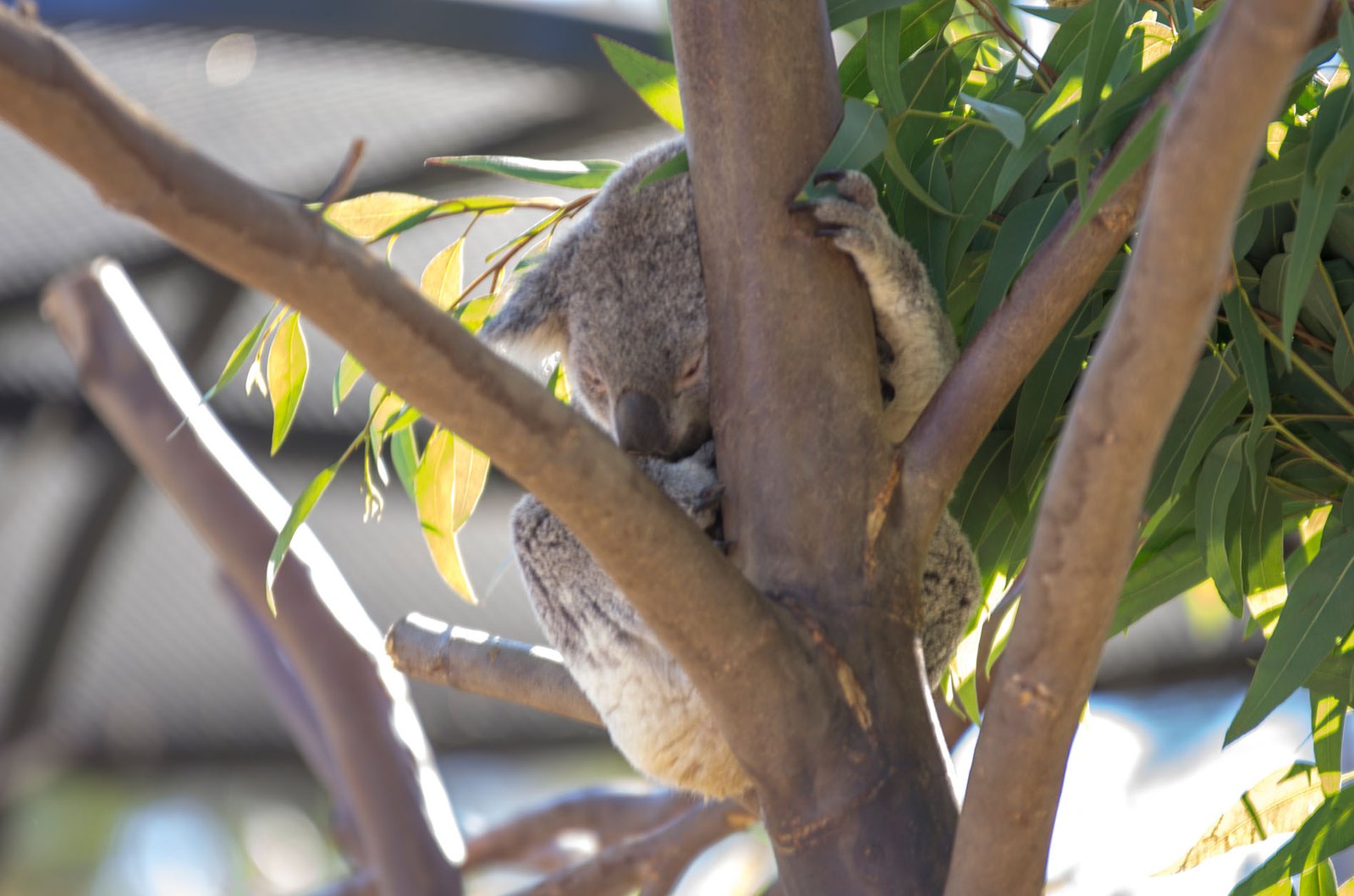 San Diego Zoo Part I 002